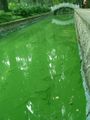Water blooms.JPG