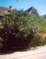 Ostrokrzew rewal.jpg