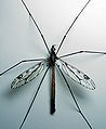 CraneFly.jpg