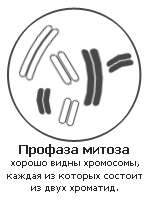 Profaza.gif