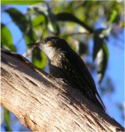 Climacteridae