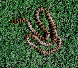 Коралловая сверташка (Anilius scytale)