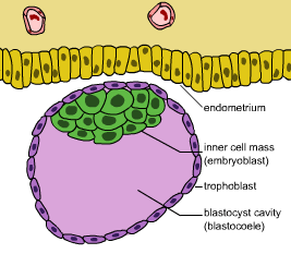 Изображение:Blastocyst.png